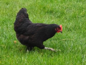 schwarzes Huhn auf grüner Wiese