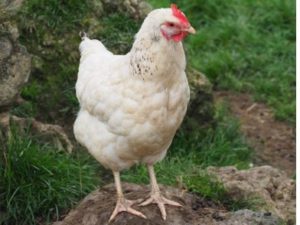weißes Huhn auf Kalkstein