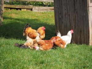 Hühner im Gehege in Fleringen