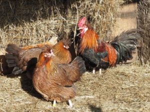 Hühner mit Hahn im Ziegenstall