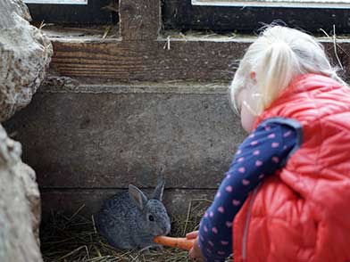 Bauernhof Eifel: Kind füttert Kaninchen mit Möhre
