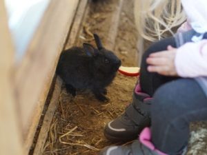 Kind füttert Kaninchen mit Apfelstück