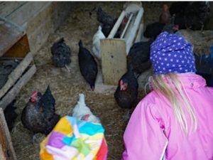 Kinder im Hühnerstall beim Eier suchen
