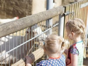 Zwei Mädchen beobachten am Zaun die Ziegen und füttern sie.