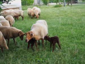 Schafe mit Lämmern auf der Wiese