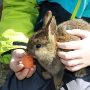 Ein Kaninchen wird mit einer Möhre gefüttert